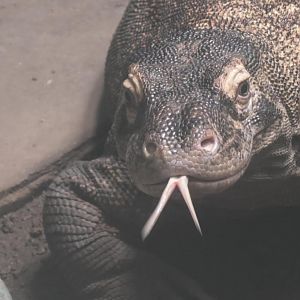 Komodo dragon stick it's tongue out