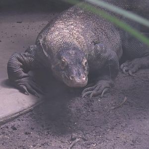 Komodo dragon walking