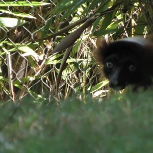 Red ruffed lemur