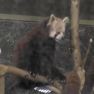 Red panda