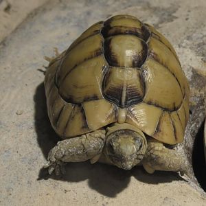 Egyptian tortoise