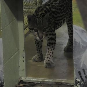Ocelot