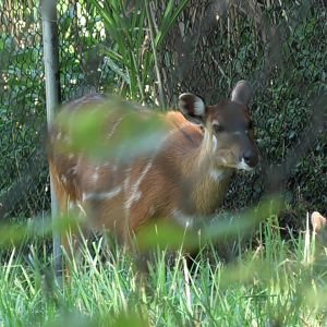 Sitatunga
