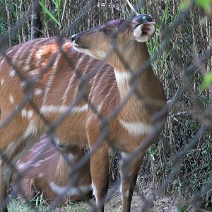 Sitatunga