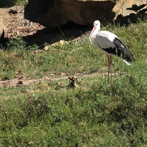 White stork