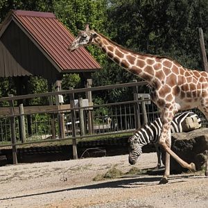 Giraffe with a zebra