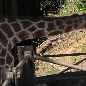 Giraffe hanging out with a fence post