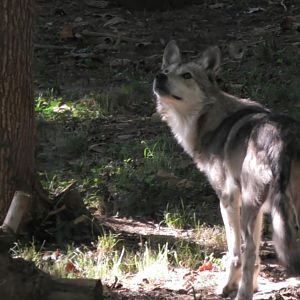 Mexican wolf