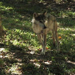 Mexican wolf