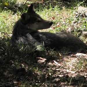 Mexican wolf