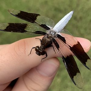 Common Whitetail (Plathemis lydia) on my hand