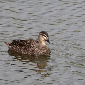 Grey Duck x Mallard hybrid (Anas superciliosa x Anas platyrhynchos), Waimanu Lagoons Reserve (Waikanae, Wellington)