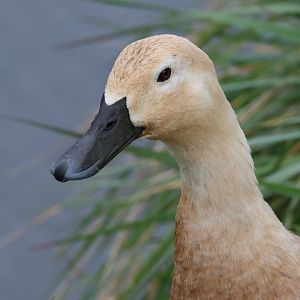 Feral-Domestic Mallard (Anas platyrhynchos), Waimanu Lagoons Reserve (Waikanae, Wellington)