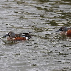 Australasian Shoveler (Spatula rhynchotis variegata) drakes, Waimanu Lagoons Reserve (Waikanae, Wellington)