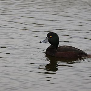 New Zealand Scaup (Aythya novaeseelandiae) drake, Waimanu Lagoons Reserve (Waikanae, Wellington)