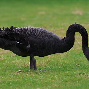 Black Swan (Cygnus atratus), Waimanu Lagoons Reserve (Waikanae, Wellington)