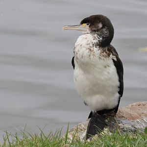 Pied Shag (Phalacrocorax varius varius) juvenile, Waimanu Lagoons Reserve (Waikanae, Wellington)