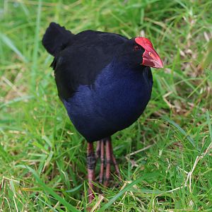 Pūkeko (Porphyrio melanotus melanotus), Waimanu Lagoons Reserve (Waikanae, Wellington)