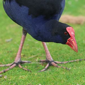 Pūkeko (Porphyrio melanotus melanotus), Waimanu Lagoons Reserve (Waikanae, Wellington)