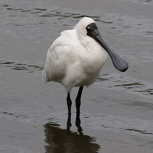 Royal Spoonbill (Platalea regia), Waimanu Lagoons Reserve (Waikanae, Wellington)
