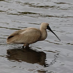 Royal Spoonbill (Platalea regia) juvenile, Waimanu Lagoons Reserve (Waikanae, Wellington)