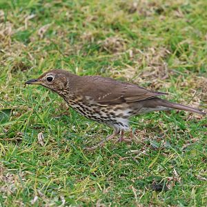 Mavis (Turdus philomelos clarkei), Waimanu Lagoons Reserve (Waikanae, Wellington)