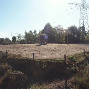 Asian elephant paddocks (One of three), 2025-08-24