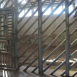 Extension of Asian elephant house - Bull stable, 2025-08-24