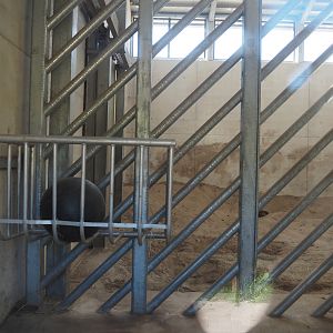 Extension of Asian elephant house - Bull stable, 2025-08-24