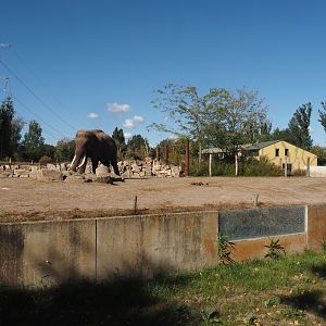 Asian elephant paddocks (One of three), 2025-08-24