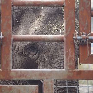 Asian elephant (Elephas maximus) next to training wall during presentation, 2025-08-24