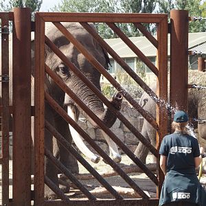 Asian elephant bull Timber (Elephas maximus) and keeper next to training wall during presentation, 2025-08-24