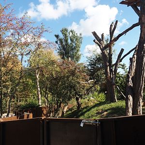 New main red panda exhibit, 2025-08-24