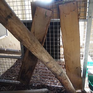 Red panda den, 2025-08-24