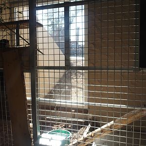 Red panda den, 2025-08-24