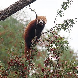 Red panda (Ailurus fulgens) in hawthorn shrub, 2025-08-24