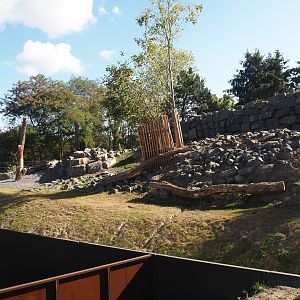 New golden takin exhibit, 2025-08-24