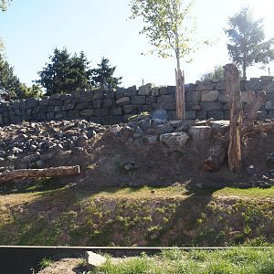 New golden takin exhibit, 2025-08-24