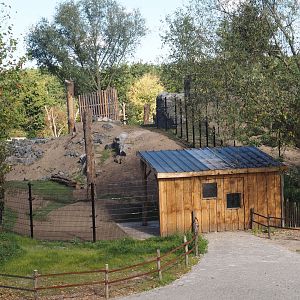 New golden takin exhibit, 2025-08-24