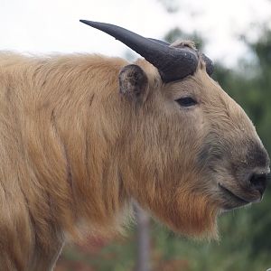 Golden takin (Budorcas taxicolor bedfordi), 2025-08-24