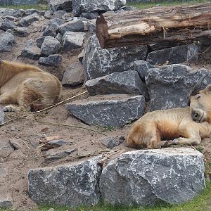 Golden takins (Budorcas taxicolor bedfordi), 2025-08-24