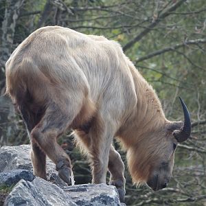 Golden takin (Budorcas taxicolor bedfordi), 2025-08-24