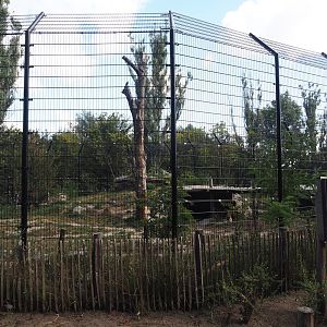 First and smaller new Amur tiger exhibit, 2025-08-24