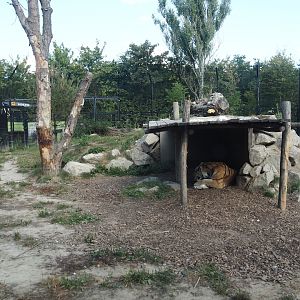 First and smaller new Amur tiger exhibit, 2025-08-24