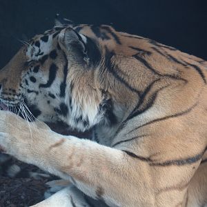 Amur tiger (Panthera tigris altaica), 2025-08-24