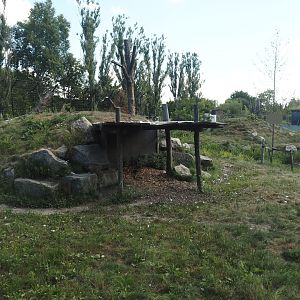 Second and larger new Amur tiger exhibit, 2025-08-24