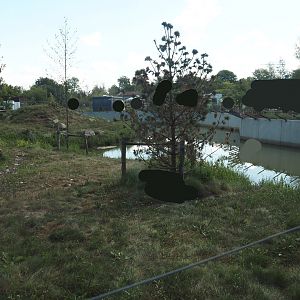 Second and larger new Amur tiger exhibit, 2025-08-24