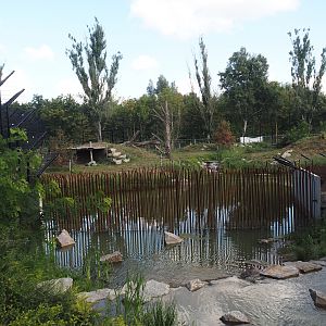 Second and larger new Amur tiger exhibit, 2025-08-24