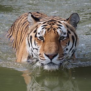 Amur tiger (Panthera tigris altaica) in the water, 2025-08-24