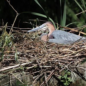 Goliath heron (Ardea goliath) on nest, 2025-08-24